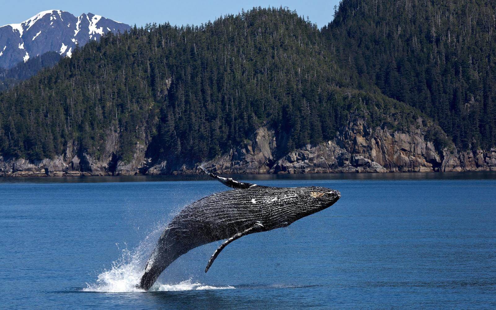 whale watching tours vancouver canada