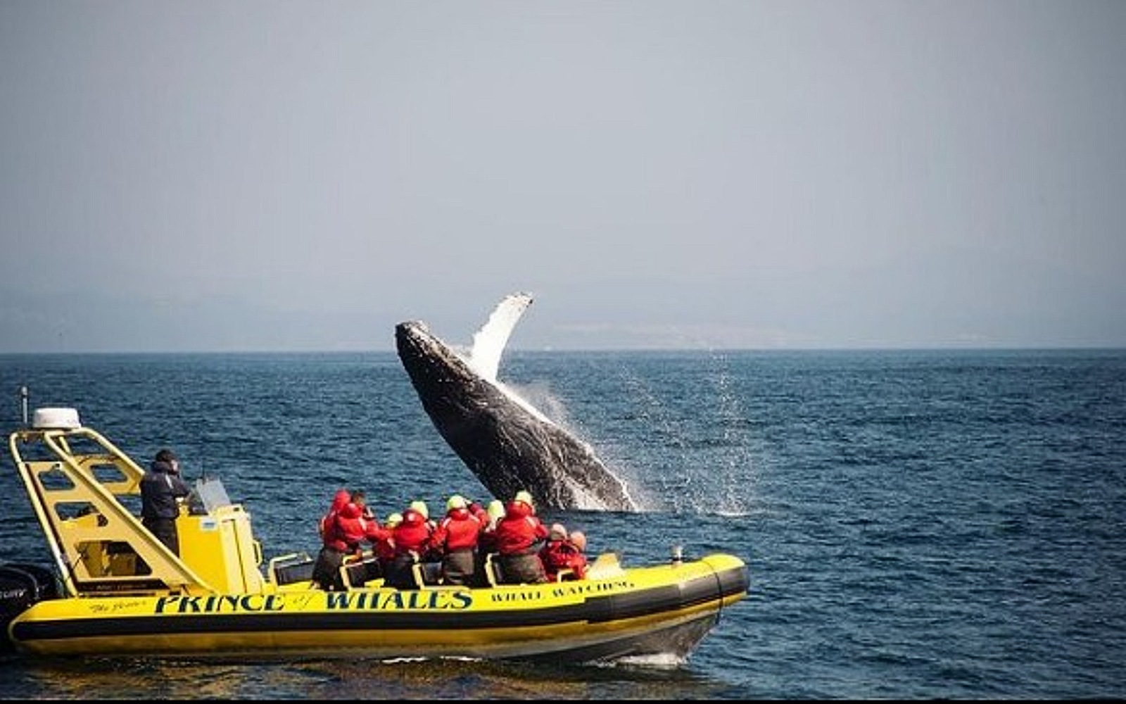 zodiac whale watching tours victoria bc