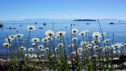 flowers in the foreground of a beach on bowen island, bc