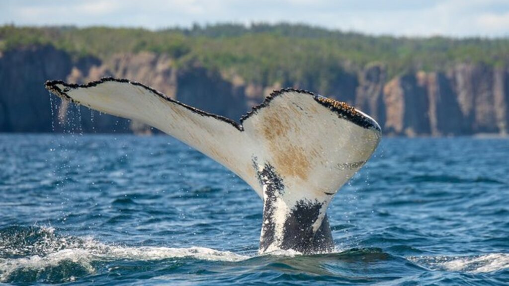 humpback whale tail sticking out of the water on a newfoundland whale watching tip