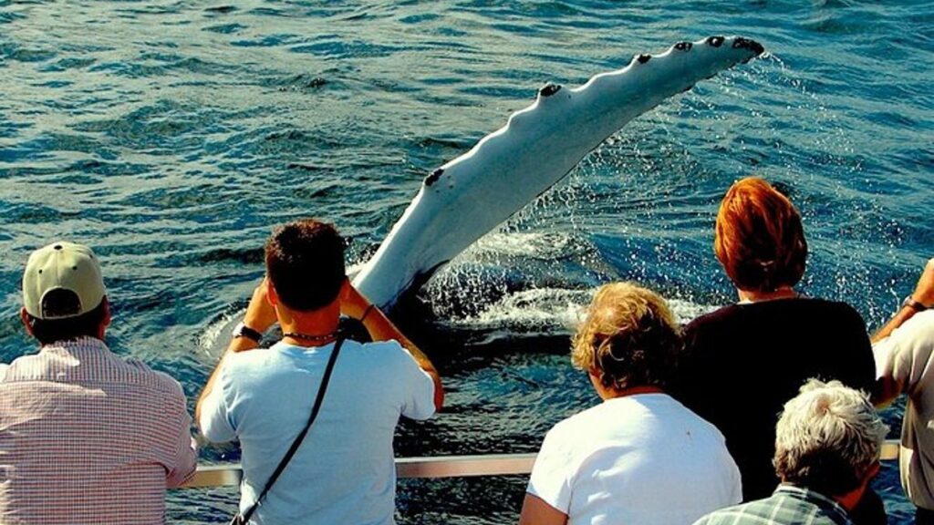 tourists getting a closeup view of a humpback whale fin on one of the best whale watching tours in newfoundland