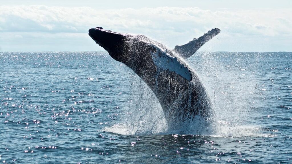 humpback whale in newfoundland jumping out of the water