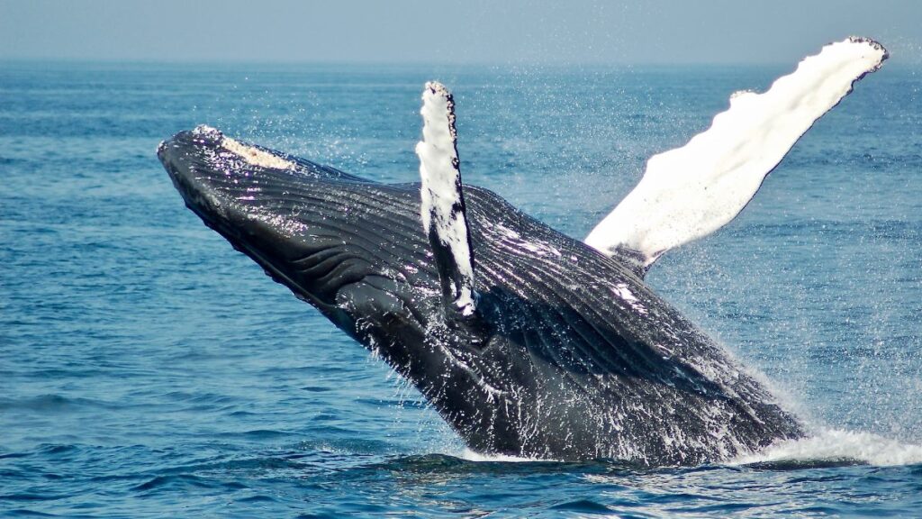 humpback whale jumping out of the water on the coast of newfoundland