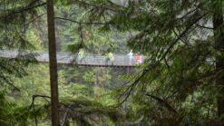 wide shot of tourists crossing the capilano suspension bridge in the middle of a forest