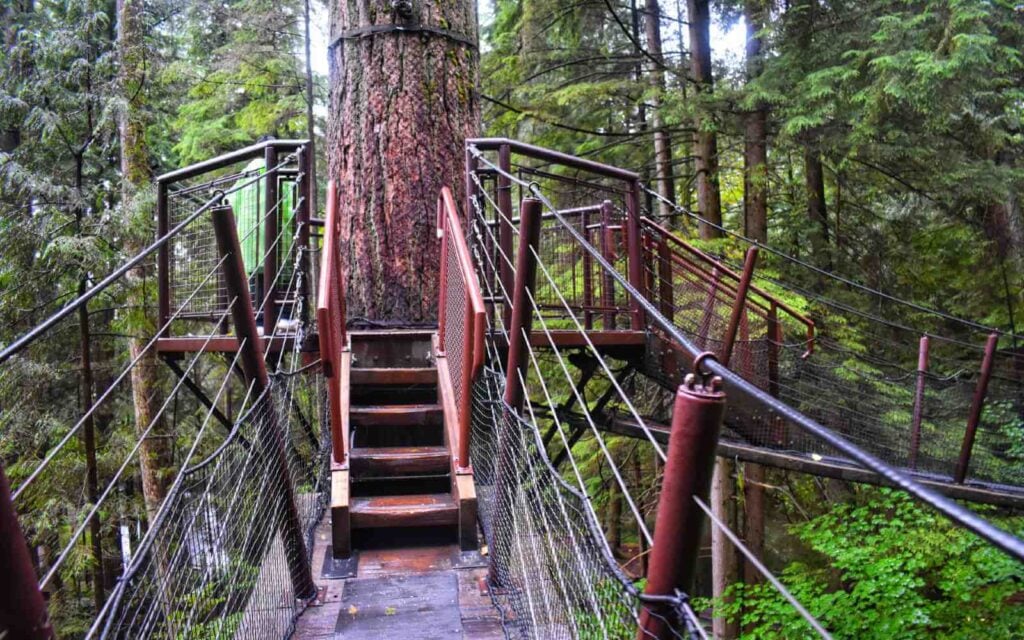 ropes and podium of the treetops adventure at capilano suspension bridge