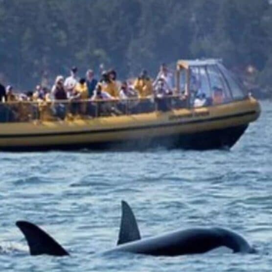 置物 DW THE MILLENNIUM AT HORSESHOE BAY Horseshoe Bay Ferry Terminal: Gateway to Vancouver Island