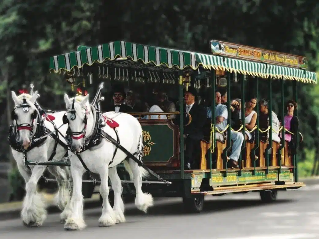 horse-drawn carriage tour with passengers riding through a tree-lined path