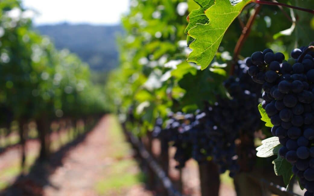 A closeup of a vineyard in Napa Valley, California, a perfect stop on a Vancouver to San Francisco road trip.