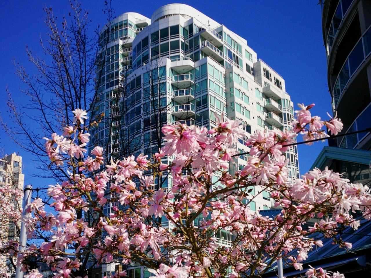 blooming flowers with a building at the background