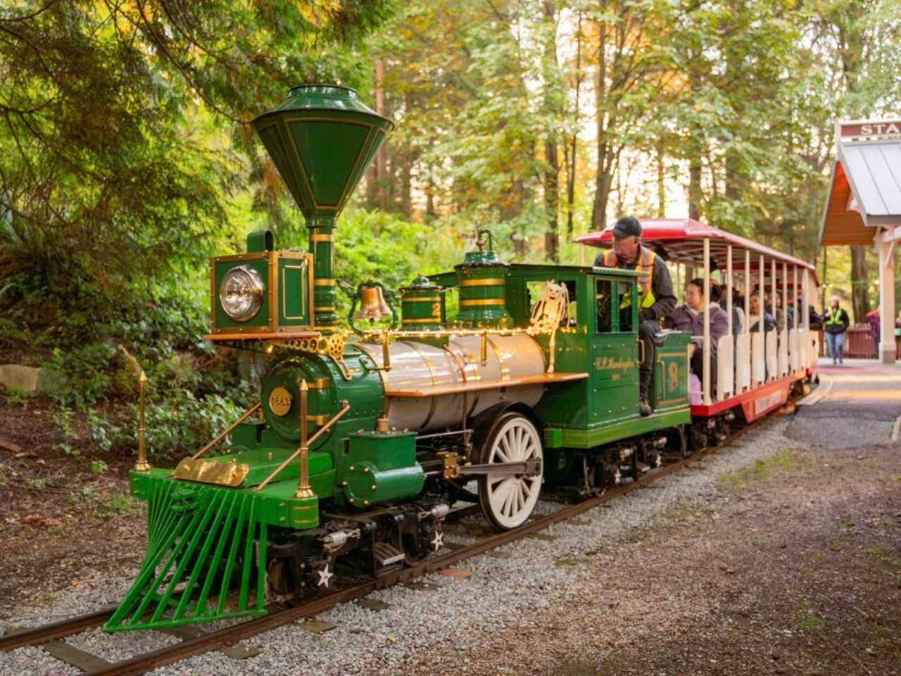 The charming green vintage stanley park steam train, adorned with gold accents, moves through a lush forest. Passengers sit in open carriages, enjoying an idyllic ride.
